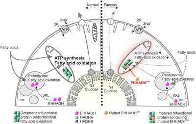 Distinct Mitochondrial Pathologies Caused by Mutations of the Proximal Tubular Enzymes EHHADH and GATM